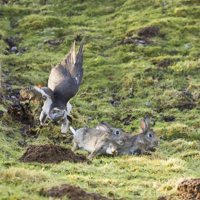 Goshawks - &copy;Dalemews